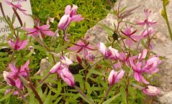 2013-08-18_Regina-F-Rau_Schachen_Blumen  (221).JPG